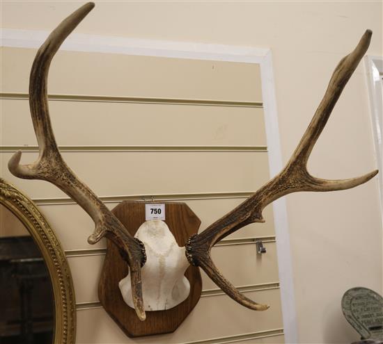 Antlers on a shield